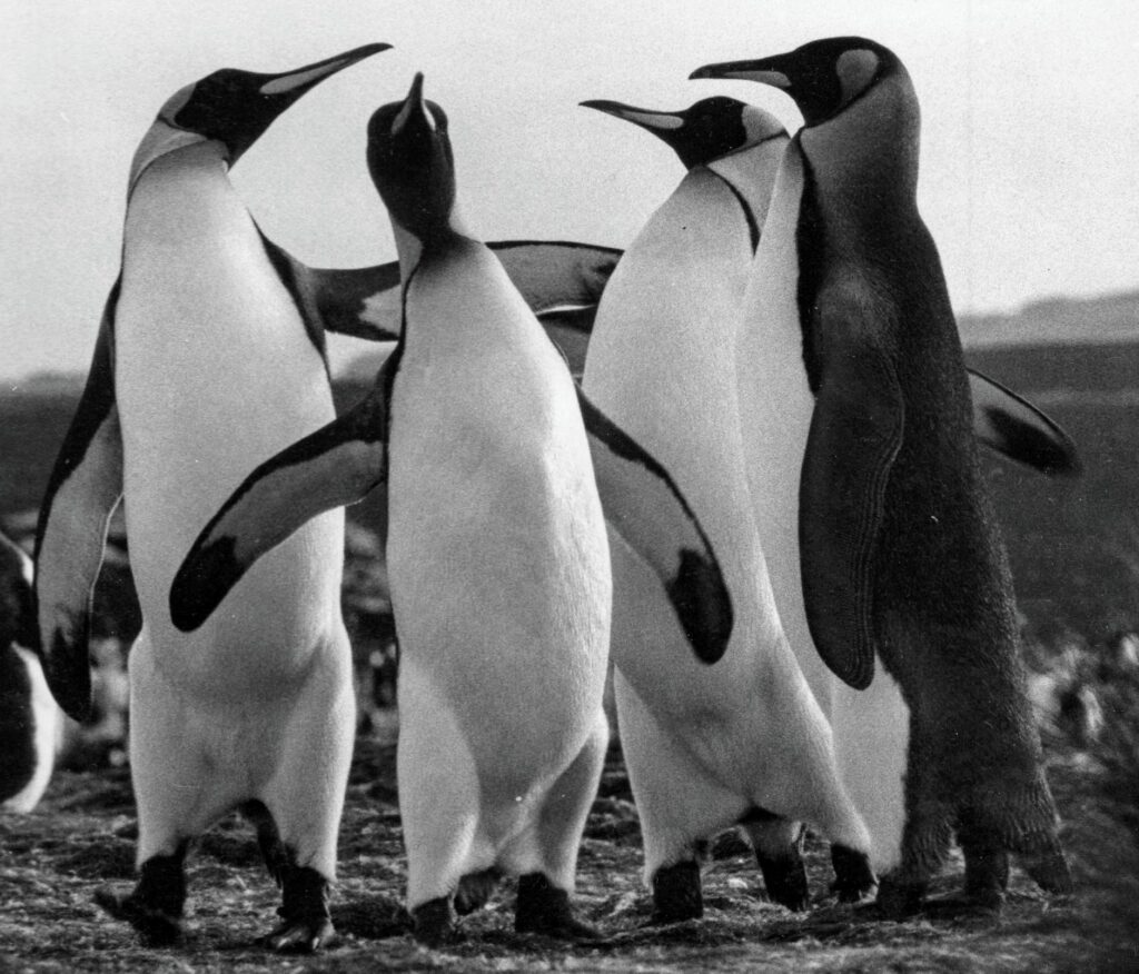 Kungspingvinkamrater på Falklandsöarna